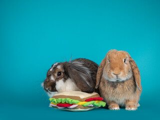 Two lop ear rabbits, sitting with toy sandwich. Looking at camera. Isolated on turquoise background.