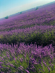Fototapeta premium Lavanda 