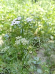 flowers in the garden