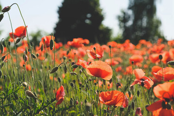 Sunny rustic landscape with wild red poppy flowers in bloom. Natural summer background.