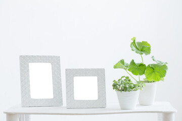 white frame and green plants  on shelf on white background