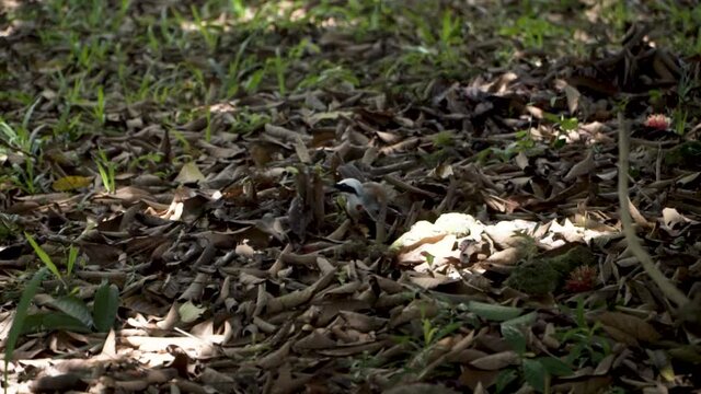 Slow-motion Of White-crested Laughingthrush Foraging On The Ground - close up, static