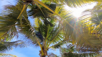 Fototapeta premium Low-angle shot of sun between palm leaves. Life on an island