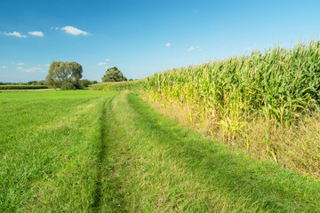 A grassy path by a corn field, trees and a blue sky