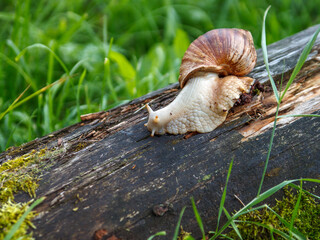 Snail with shell crawls on old tree among green grass