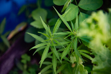 Green Marijuana plants in herbs concept.