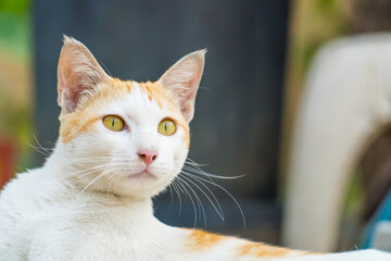 Close up of Cute cat looking. Portrait of white and orange cat with yellow eyes, close up. copy space for text.