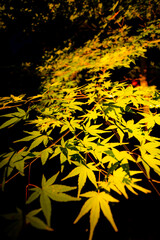 宮城県秋保の紅葉ライトアップ