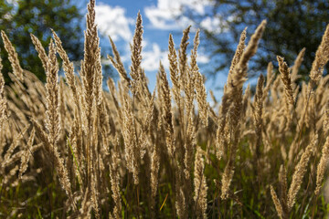 Fototapeta premium tall grass