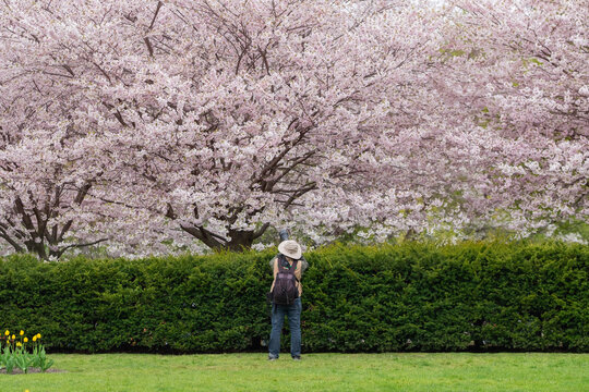 Photographer taking photos of cherry trees sakura in full bloom with white and pink flowers. High Park, Toronto, Canada. Selective focus.