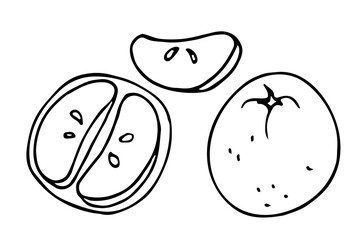 Tangerine fruit hand drawn sketch isolated on white background. Doodle Outline vector illustration. Citrus whole fruit, half and slice. Design Power Collection, Vector Illustration.