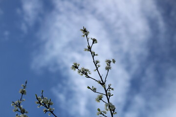Almond tree flowers
