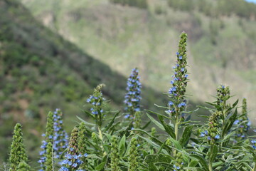 background, nature, peak, sky, clouds, blue, depth of field, detail, mountain, bee, flower, plant, endemic, valsequillo, tenteniguada, gran canaria, tajinaste, azul, tajinaste azul, beautiful