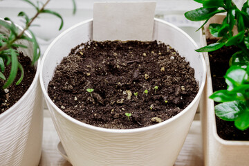 Young green sprouts from seeds in a pot. Growing microgreens. Seedling. Home gardening and sustainable living concept.