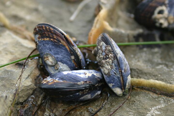 Three Ocean Muscles  Clinging to Kelp on the Beach washed up by the Waves and Tide and Now Exposed...