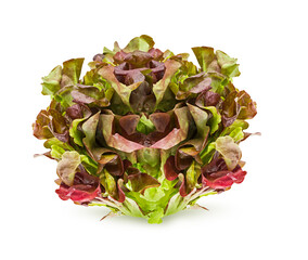 Lettuce isolated on white background with clipping path