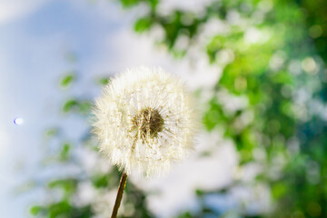 Air dandelion with white parachutes in summer on a sunny day in the sun