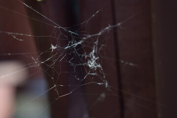 cobwebs glisten in the sun