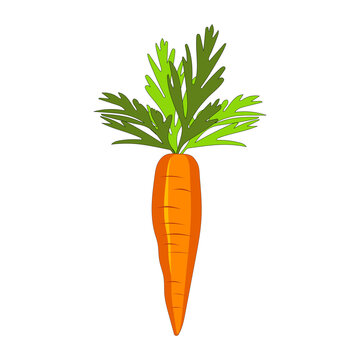 Cute carrot isolated on white background. Vegetables with carotene. Illustration for printing in grocery online stores, children's decor. 