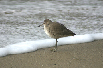 Willet Snipe on a Beach Standing on Sand with a Foam Ripples