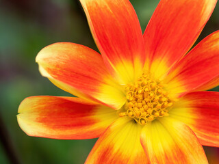 orange and yellow dahlia flower macro