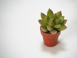 小さな多肉植物の鉢植え