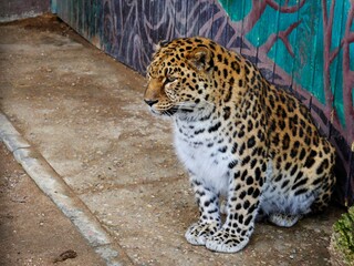 The Amur leopard sits near the fence.