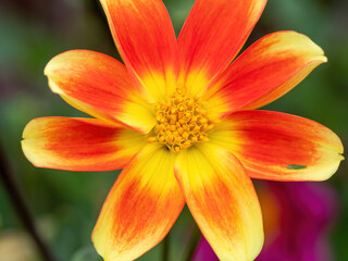 Fototapeta premium closeup of orange and yellow dahlia flower