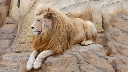 The lion lies on a stone and looks away.