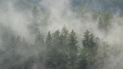 Clouds moving through trees in black forest