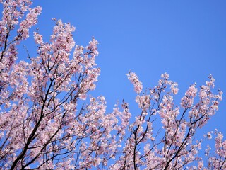 桜（彼岸桜）1