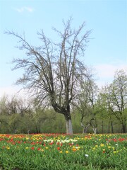 spring in the park with tulips