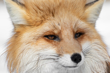 A very large portrait of a red fox with an expressive cunning look. A fox with a cunning snout...