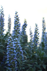 background, nature, peak, sky, clouds, blue, depth of field, detail, mountain, bee, flower, plant, endemic, valsequillo, tenteniguada, gran canaria, tajinaste, azul, tajinaste azul, beautiful