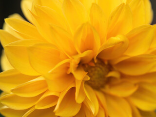 macro of yellow dahlia flower