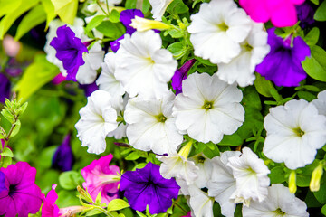 Multicolored petunias grow on flower beds in the city
