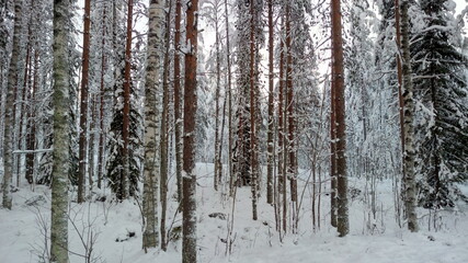 Fototapeta premium winter forest in the snow
