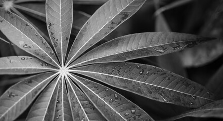 Close-up of the tropical leaf. Abstract composition. Black and white photography, monochrome nature texture. Macro leaf texture, large palm foliage nature background, black and white tone