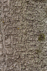 Mockup wooden texture tree of dark, rough tree bark brown color