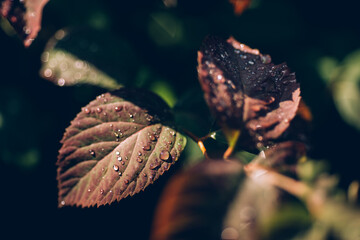 red leaves in the rain