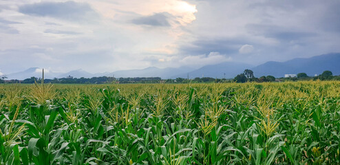 Corn field in rural area in agriculture industry