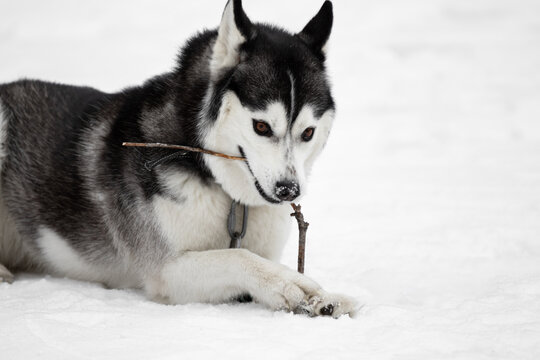 A Siberian husky dog lies in the snow and gnaws a stick. A domestic dog plays with a stick. Walking the pets. Playing with a dog in winter on the street. High quality photo