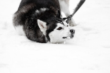 Fototapeta premium A Siberian husky dog lies in the snow in winter on the street. The dog is on top of the middle of the frame on a leash. A pet on a bright background. The domestic dog is lying around and playing.