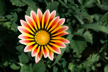 close-up orange flower in the garden