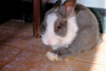 Obraz premium Cute and shy gray and white rabbit looking at the camera sitting on the floor across furniture. Pet, domestic animal 