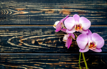 Fototapeta premium A branch of purple orchids on a brown wooden background 