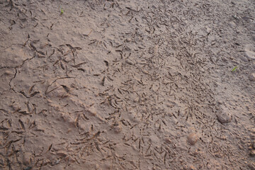 Bird footprints on  brown mud.