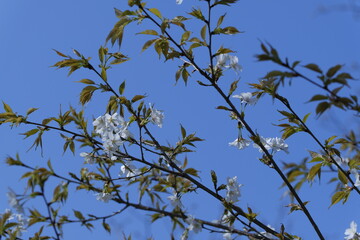 桜の花と青空