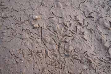 Bird footprints on  brown mud.