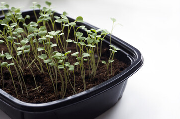 young spring seedlings in a container close-up
